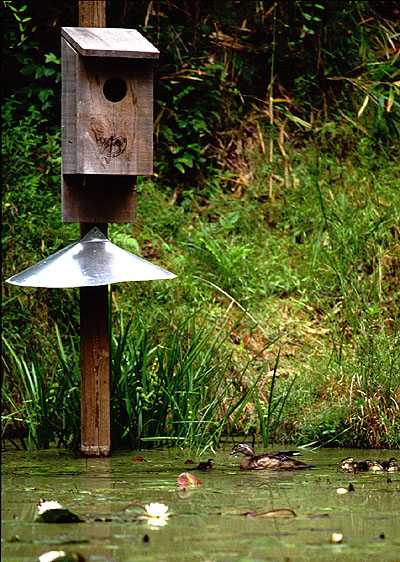 pond management Patriot Land &amp; Wildlife Blog