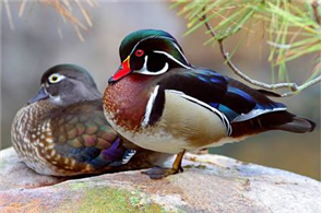 how to build a wood duck house
