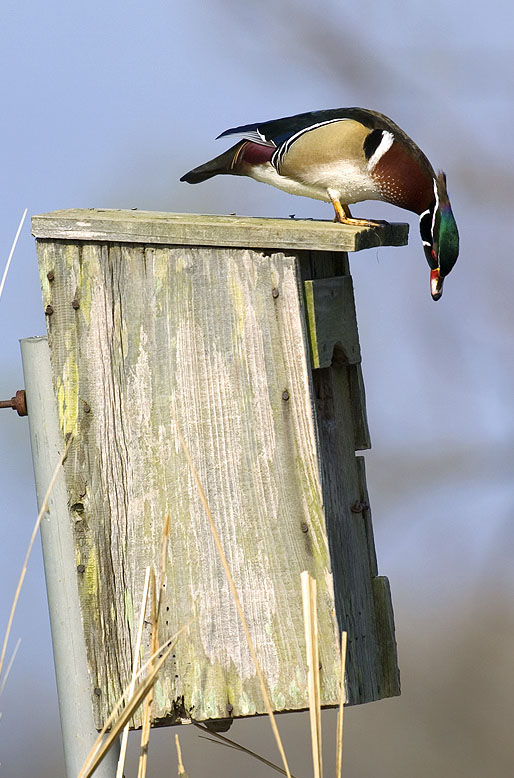 how to build a wood duck house